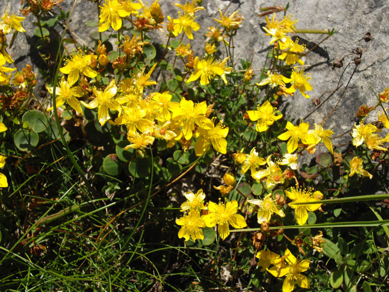 Hypericum nummularium photo